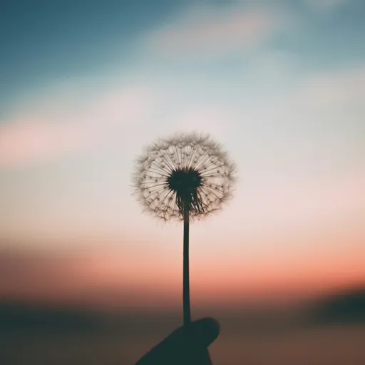 A dandelion clock at sunset