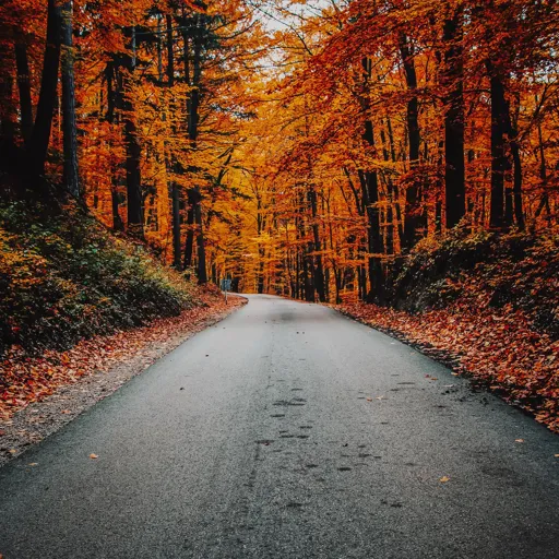 A road winding through an autumn forest